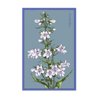 2026 Foxglove Beard Tongue Flower Seeds Packet - Chive US Wholesale