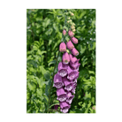 2026 Foxglove Beard Tongue Flower Seeds Packet - Chive US Wholesale