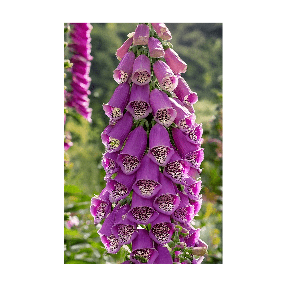 Foxglove Flower Seeds Packet - Chive US Wholesale