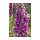 Foxglove Flower Seeds Packet - Chive US Wholesale