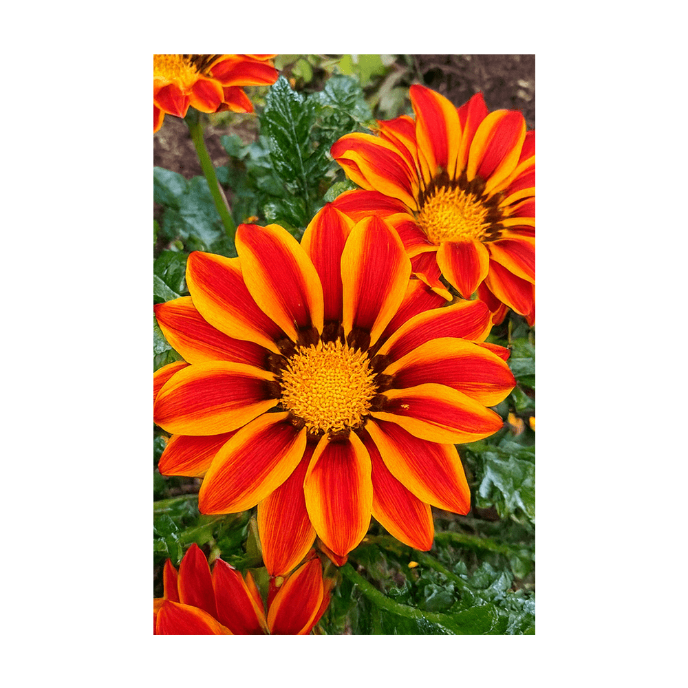 Gazania Flower Seeds Packet - Chive US Wholesale