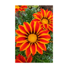 Gazania Flower Seeds Packet - Chive US Wholesale