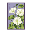 2026 Giant Moonflower Flower Seeds Packet - Chive US Wholesale