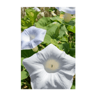 2026 Giant Moonflower Flower Seeds Packet - Chive US Wholesale