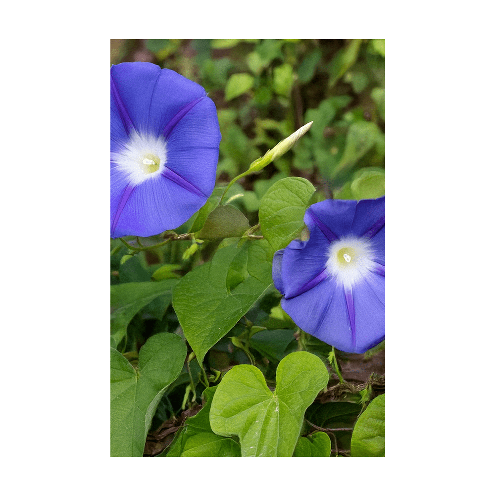 Morning Glory Flower Seeds Packet - Chive US Wholesale