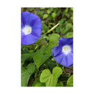 Morning Glory Flower Seeds Packet - Chive US Wholesale