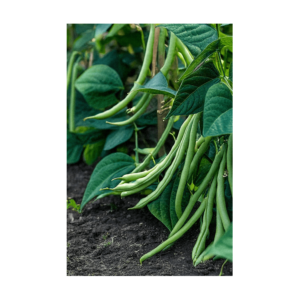 Green Beans Vegetable Seeds Packet - Chive US Wholesale