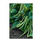 Green Beans Vegetable Seeds Packet - Chive US Wholesale