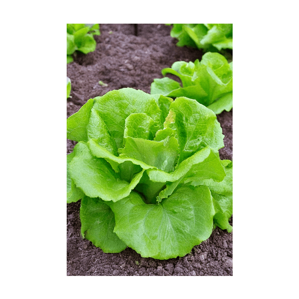 Green Leaf Lettuce Vegetable Seeds Packet - Chive US Wholesale