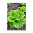 Green Leaf Lettuce Vegetable Seeds Packet - Chive US Wholesale