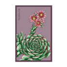 2026 Hens and Chicks Succulent Indoor Seeds Packet - Chive US Wholesale