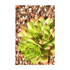 2026 Hens and Chicks Succulent Indoor Seeds Packet - Chive US Wholesale