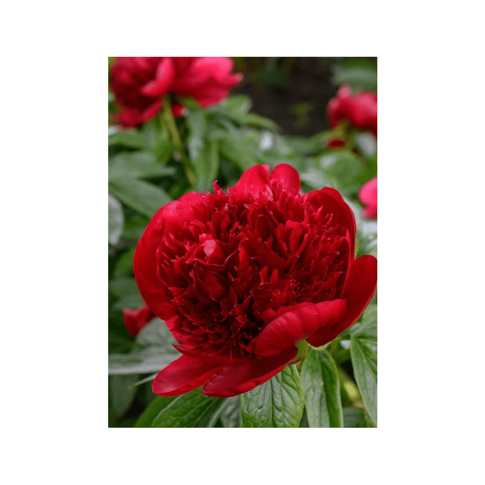 Herbaceous Peony Flower Seeds Packet - Chive US Wholesale