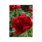 Herbaceous Peony Flower Seeds Packet - Chive US Wholesale