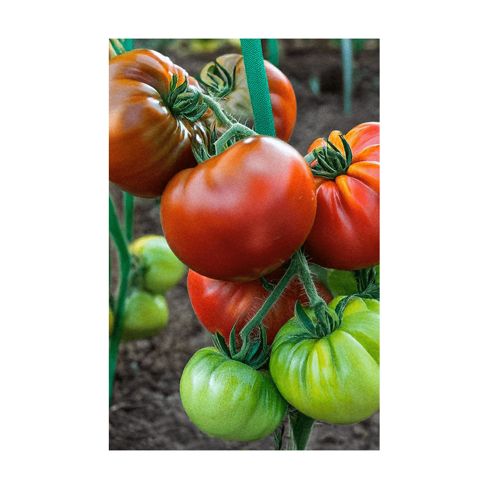 Heirloom Tomato Vegetable Seeds Packet - Chive US Wholesale