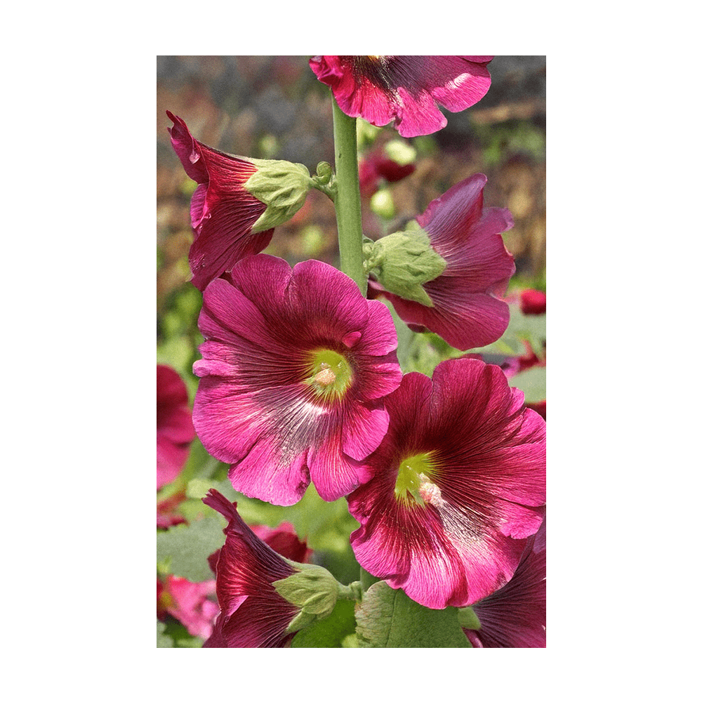 Hollyhock Flower Seeds Packet - Chive US Wholesale