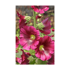 Hollyhock Flower Seeds Packet - Chive US Wholesale