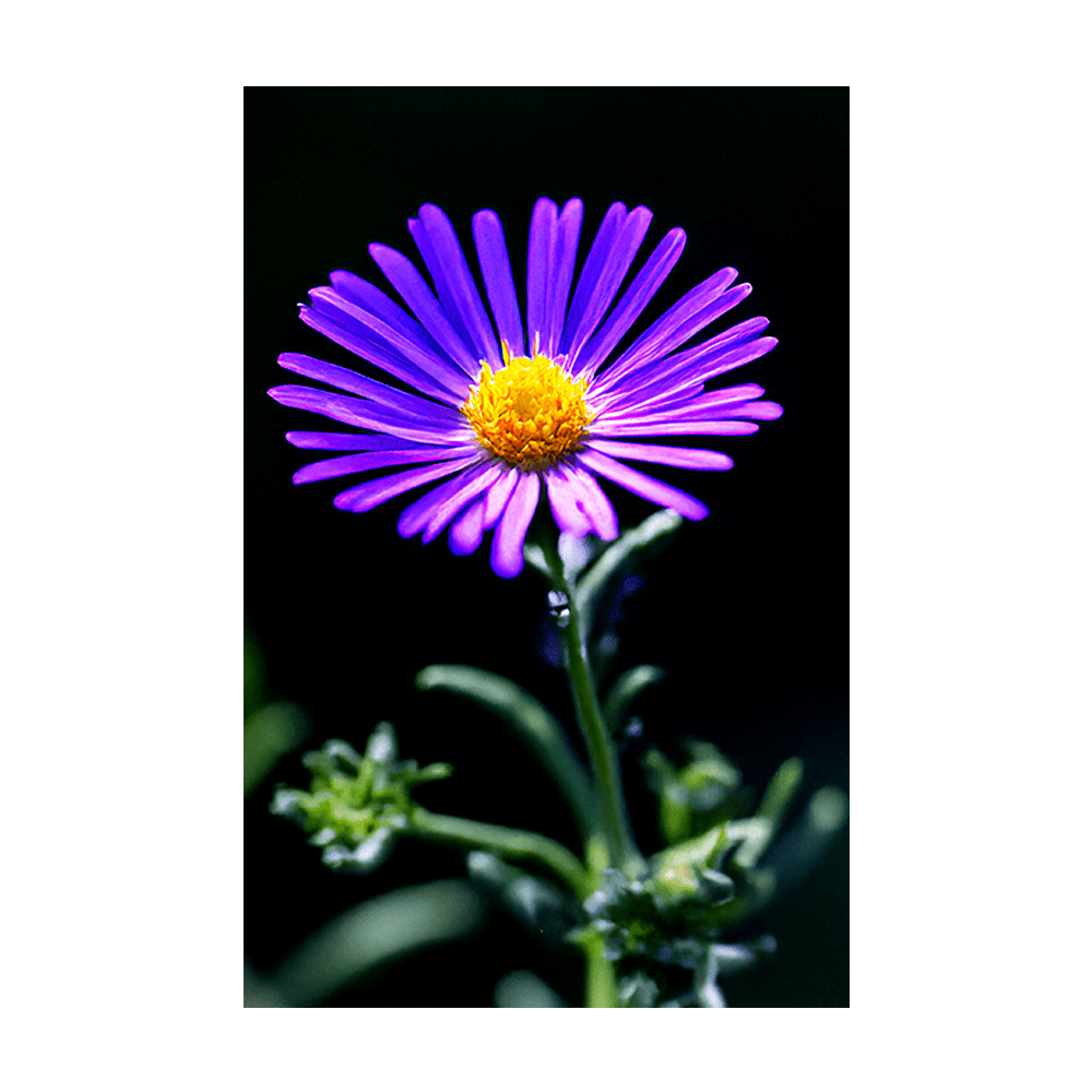 Immortelle Flower Seeds Packet - Chive US Wholesale