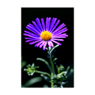 Immortelle Flower Seeds Packet - Chive US Wholesale