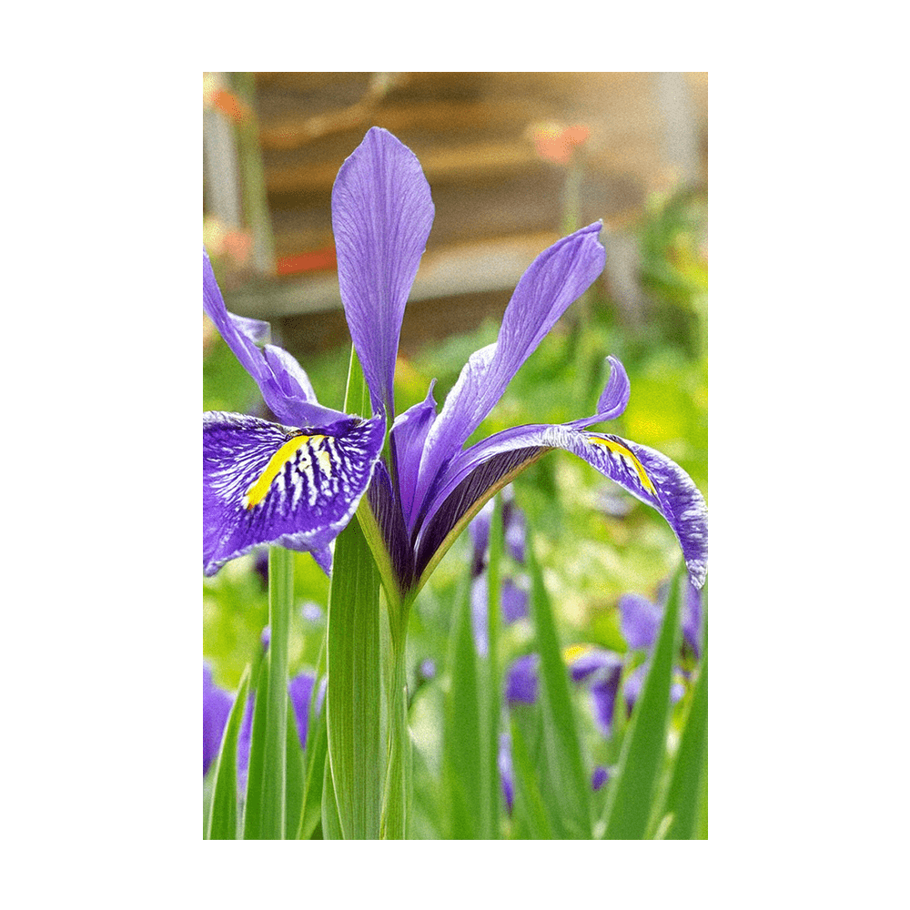 Iris Flower Seeds Packet - Chive US Wholesale