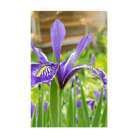 Iris Flower Seeds Packet - Chive US Wholesale