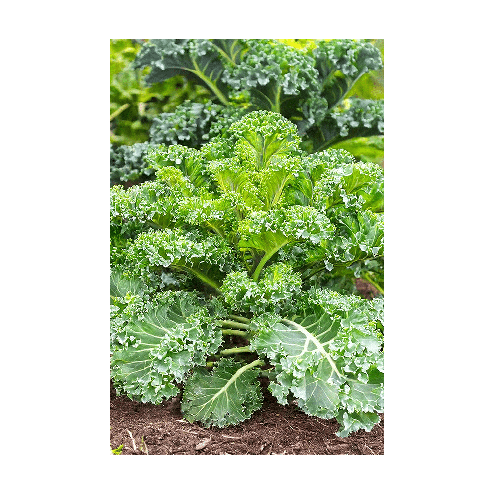 Kale Vegetable Seeds Packet - Chive US Wholesale