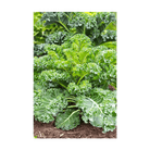 Kale Vegetable Seeds Packet - Chive US Wholesale