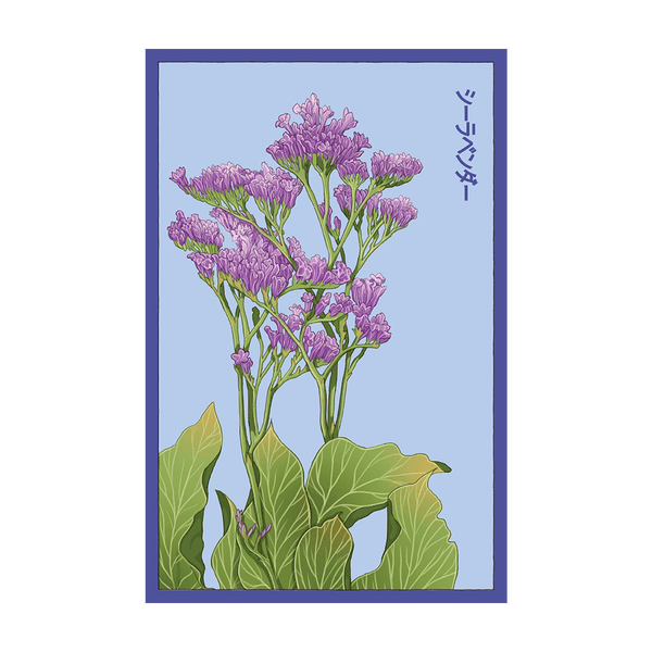 sea lavender plants for sale Sea Lavender Flower Seeds Packet – Chive US Wholesale