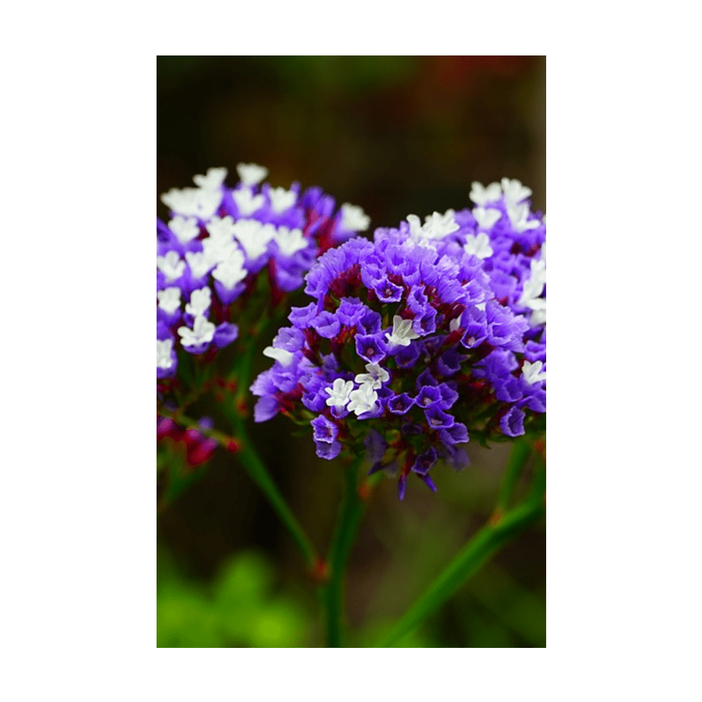 Sea Lavender Flower Seeds Packet - Chive US Wholesale