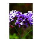 Sea Lavender Flower Seeds Packet - Chive US Wholesale