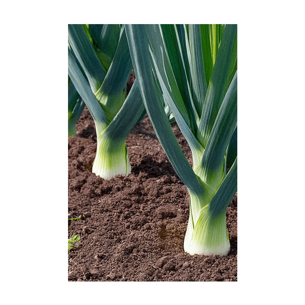 Leek Vegetable Seeds Packet - Chive US Wholesale