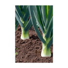 Leek Vegetable Seeds Packet - Chive US Wholesale