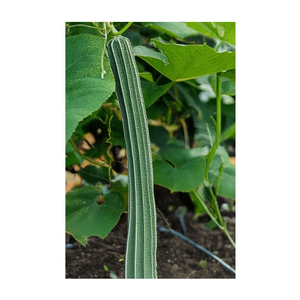 2026 Luffa Sponge Vegetable Seeds Packet - Chive US Wholesale