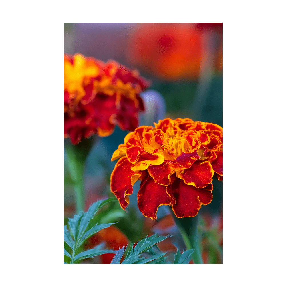 French Marigold Flower Seeds Packet - Chive US Wholesale