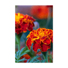 French Marigold Flower Seeds Packet - Chive US Wholesale