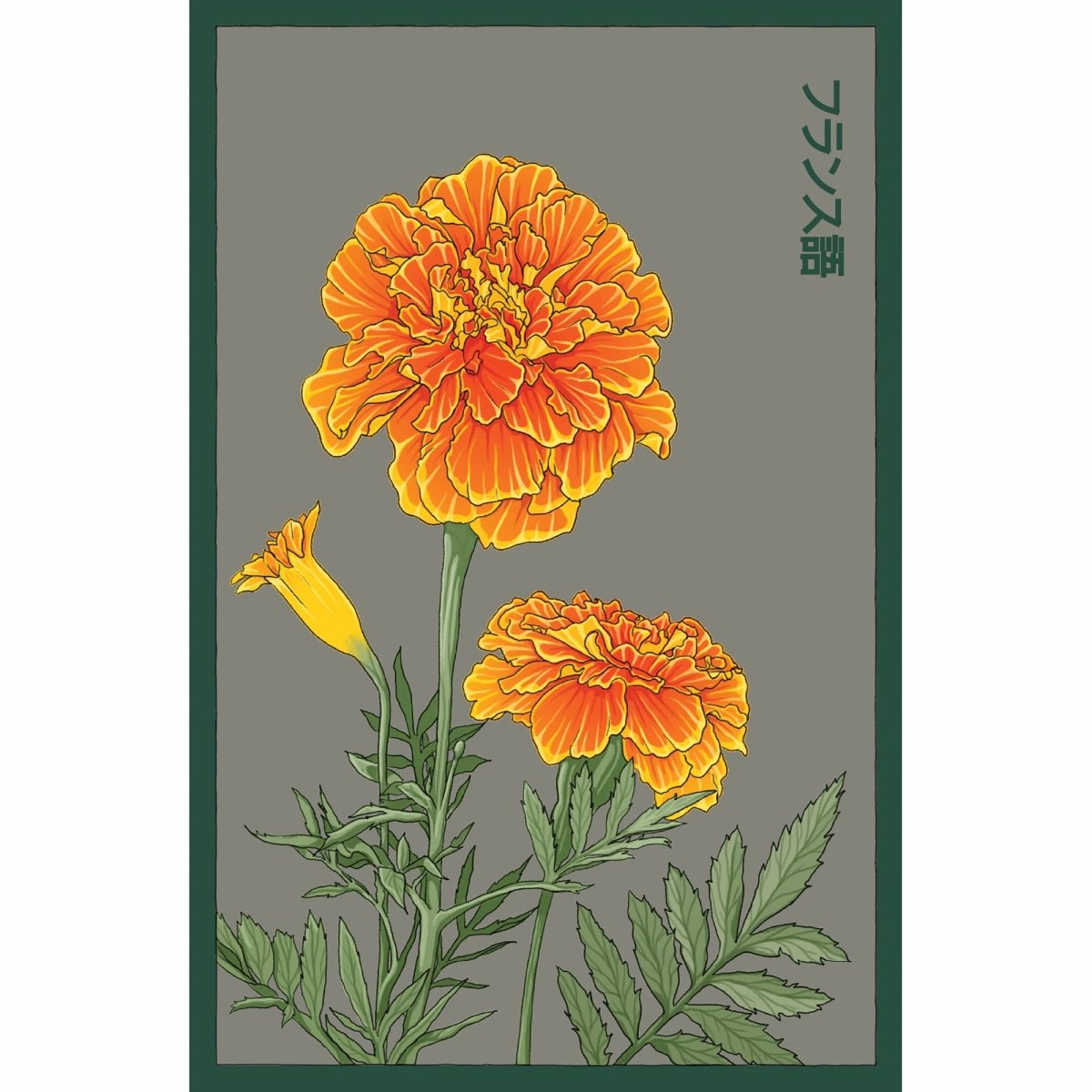 French Marigold Flower Seeds Packet - Chive US Wholesale