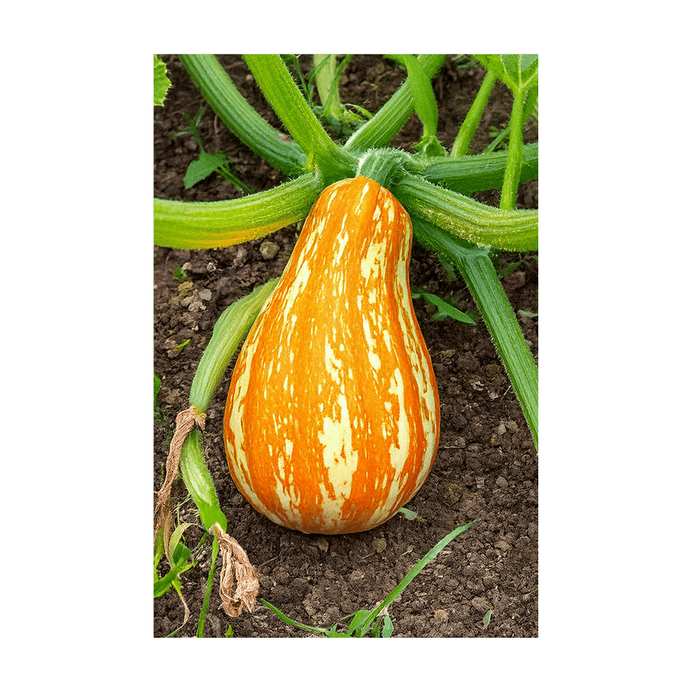 Funky Squash Seeds Packet - Chive US Wholesale