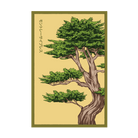 2026 Monterey Cypress Flower Seeds Packet - Chive US Wholesale