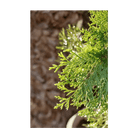 2026 Monterey Cypress Flower Seeds Packet - Chive US Wholesale