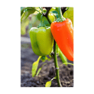 2026 Mini Sweet Peppers Vegetable Seeds Packet - Chive US Wholesale