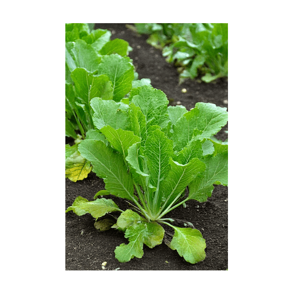 Mustard Greens Vegetable Seeds Packet - Chive US Wholesale