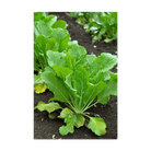 Mustard Greens Vegetable Seeds Packet - Chive US Wholesale