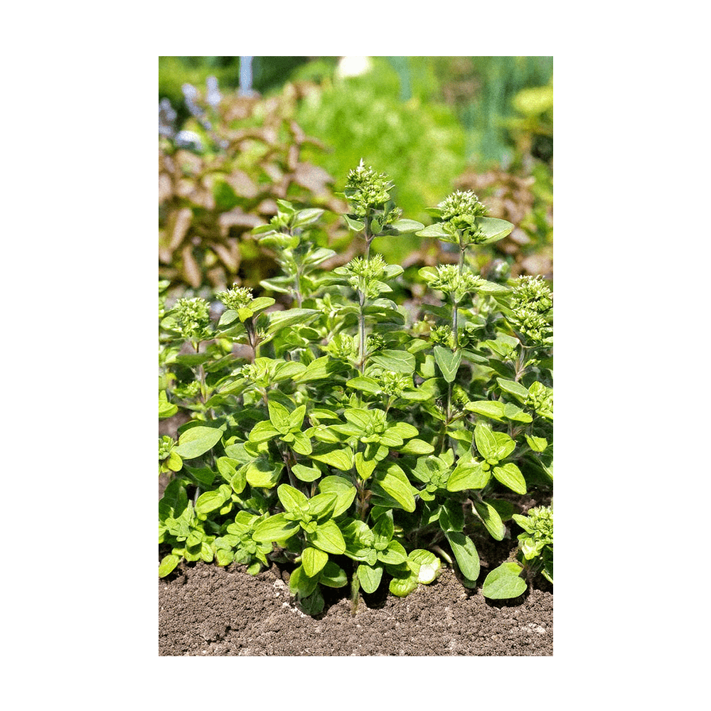 Oregano Herb Seeds Packet - Chive US Wholesale