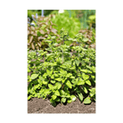 Oregano Herb Seeds Packet - Chive US Wholesale