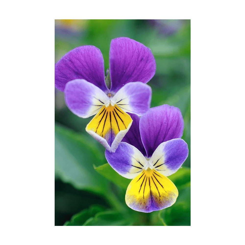 Pansy Flower Seeds Packet - Chive US Wholesale