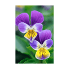 Pansy Flower Seeds Packet - Chive US Wholesale