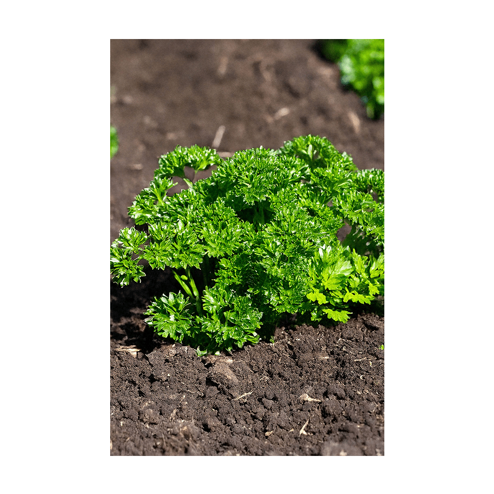 Parsley Herb Seeds Packet - Chive US Wholesale