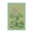 Parsley Herb Seeds Packet - Chive US Wholesale