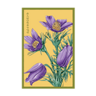 2026 The Greater Pasque Flower Seeds Packet - Chive US Wholesale