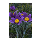 2026 The Greater Pasque Flower Seeds Packet - Chive US Wholesale